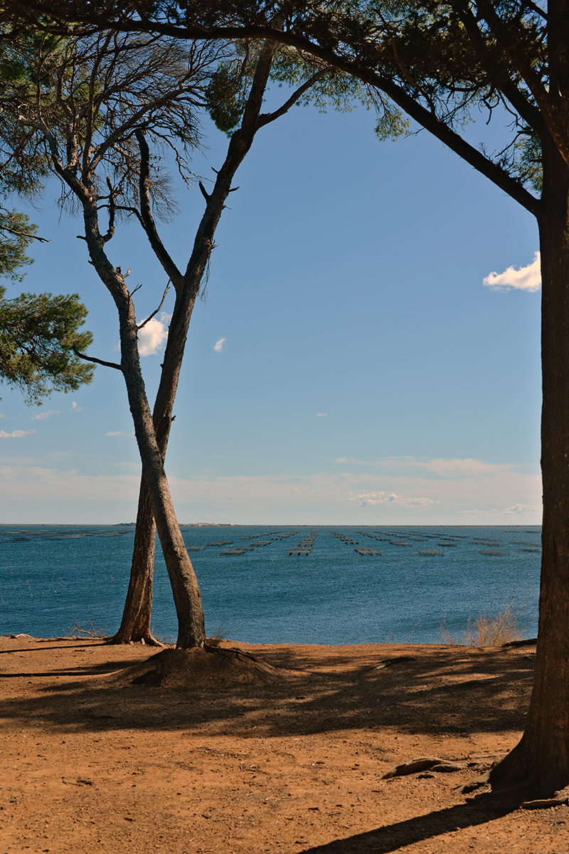 Mèze Hérault Étang de Thau