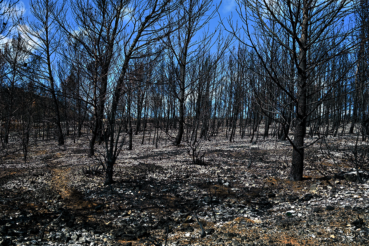 Paysage noirci par le feu dans le massif des Corbières