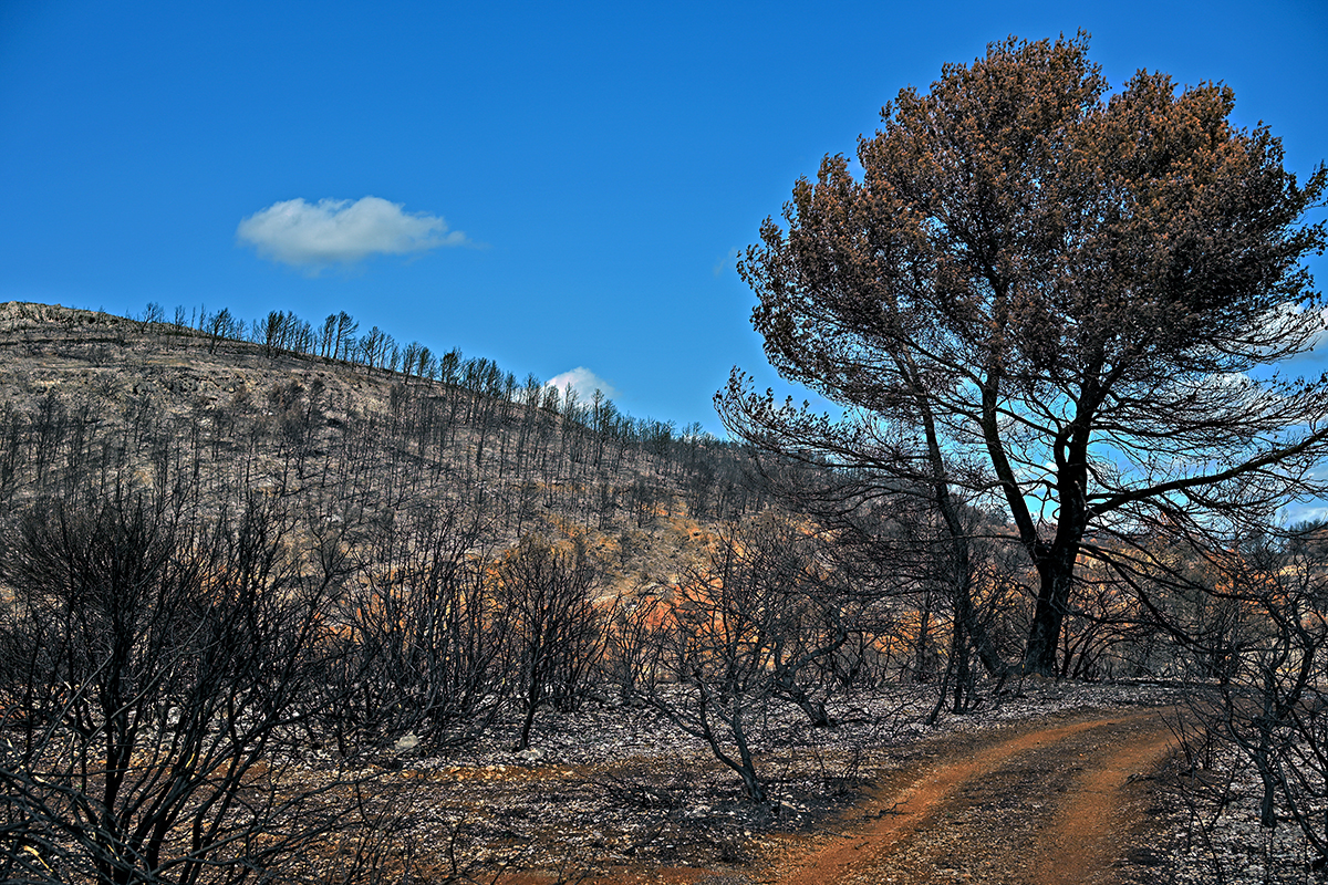 Paysage noirci par le feu dans le massif des Corbières