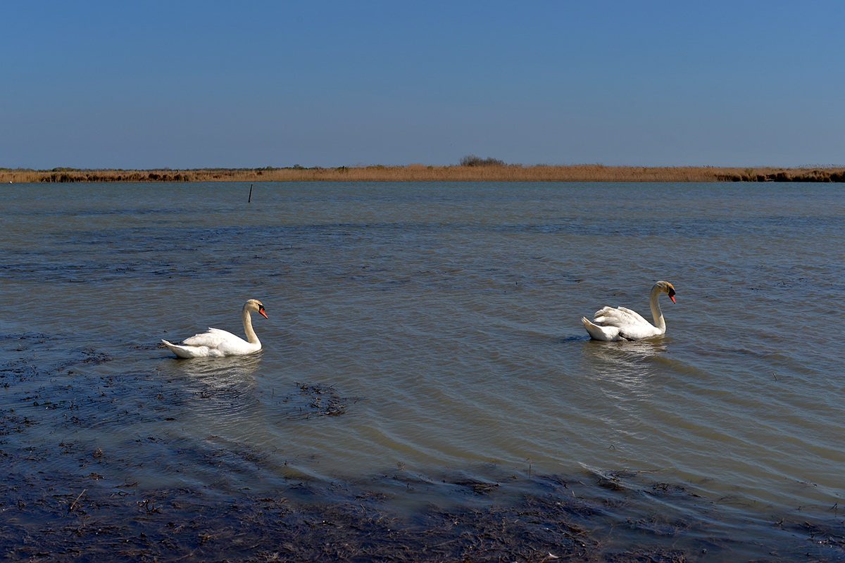 Deux cygnes nageant à l'embouchure du Rhône sous un ciel bleu clair.
