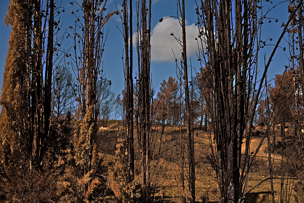 Paysage noirci par le feu dans le massif des Corbières