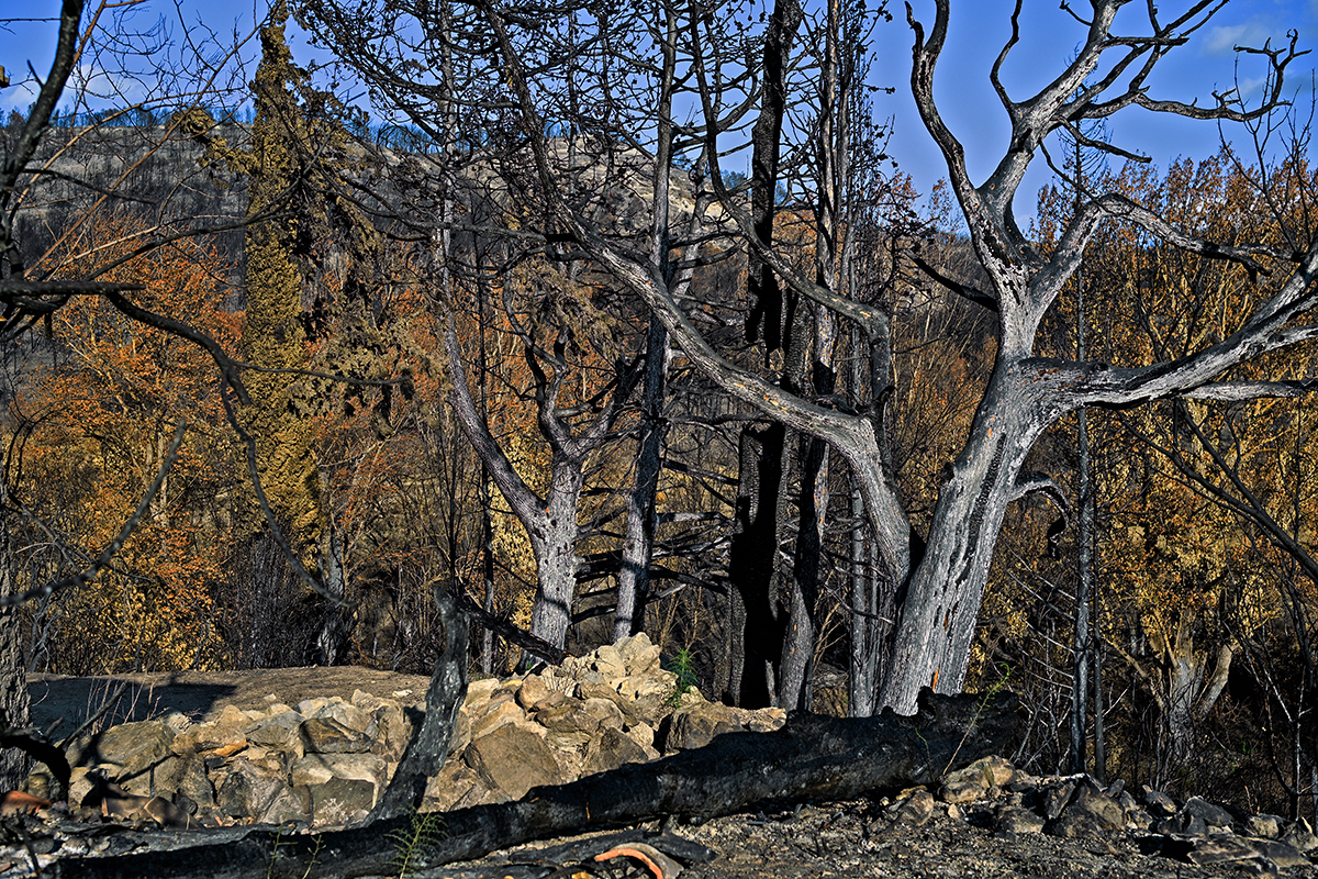 Paysage noirci par le feu dans le massif des Corbières
