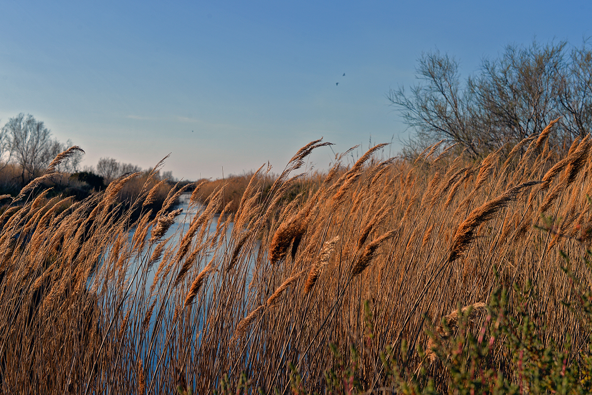 Roseaux dorés au bord de l'eau en Camargue sous un ciel bleu clair.