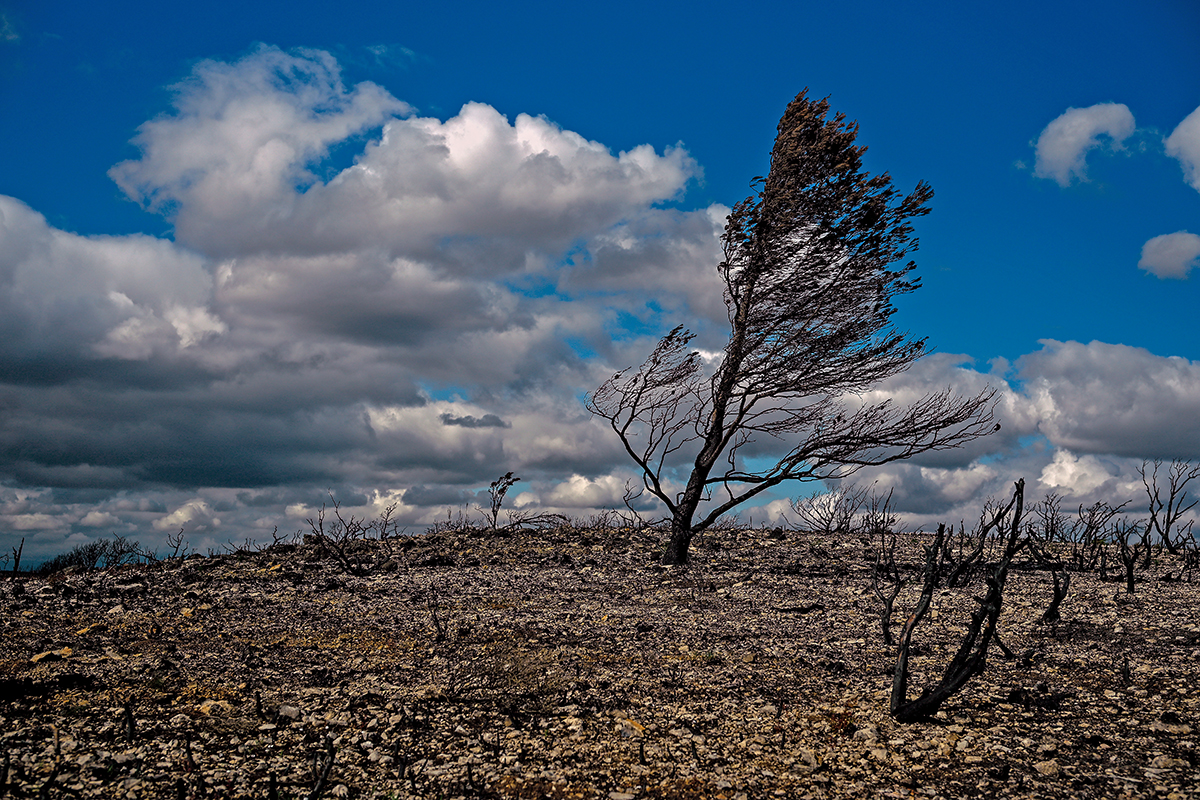 Paysage noirci par le feu dans le massif des Corbières