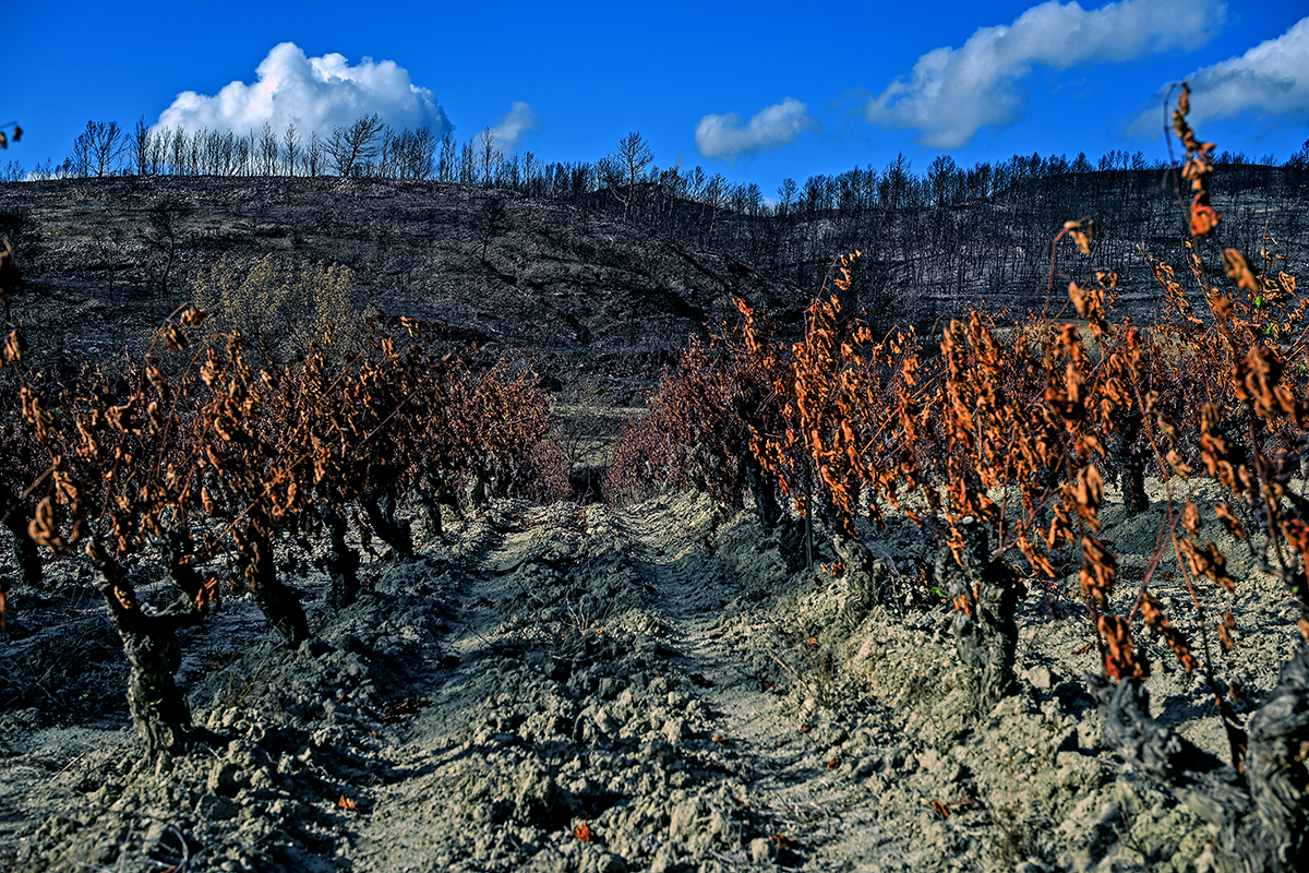 Paysage noirci par le feu dans le massif des Corbières