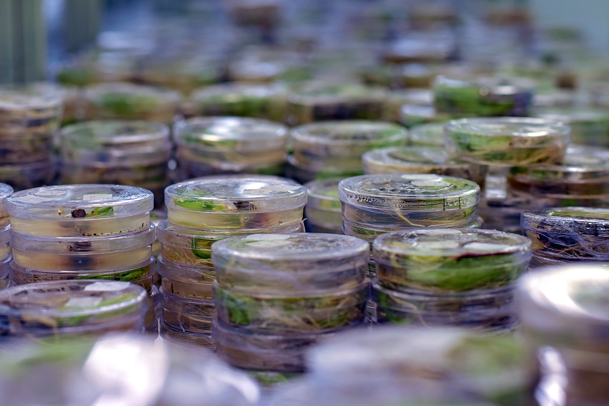 Vitroplants