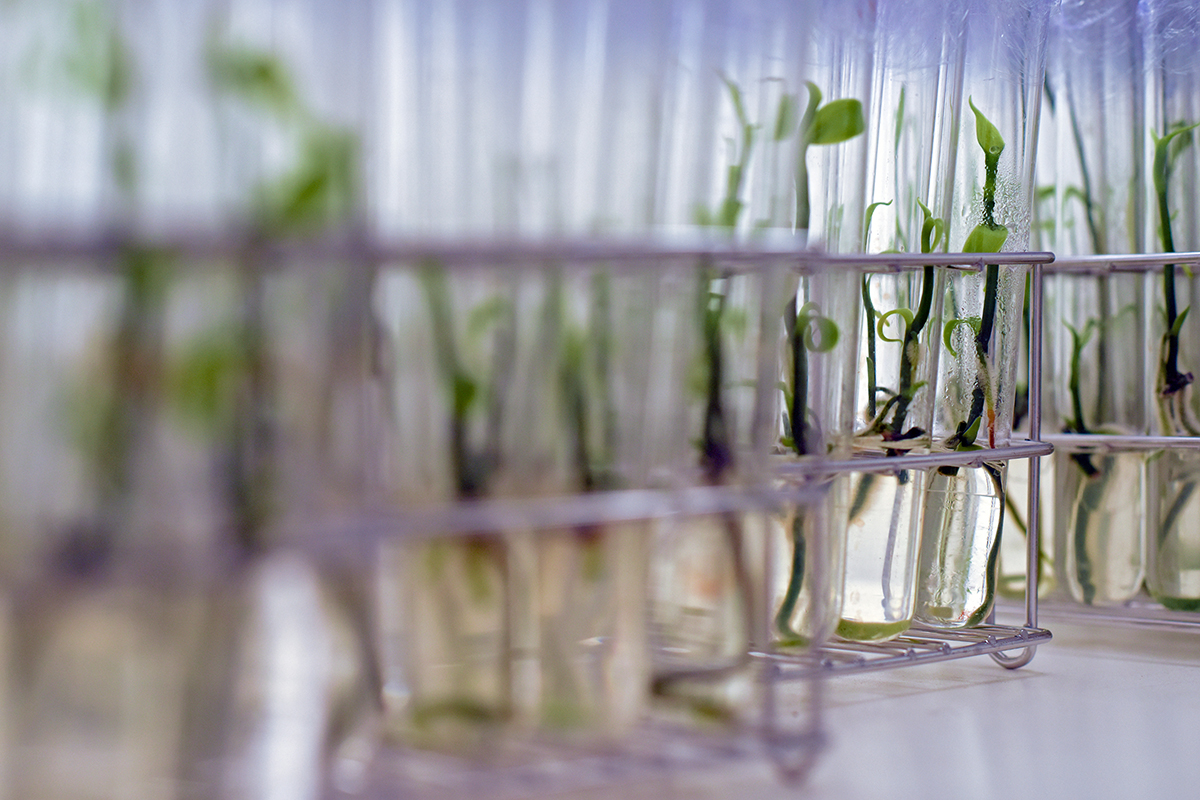 Vitroplants Vanille