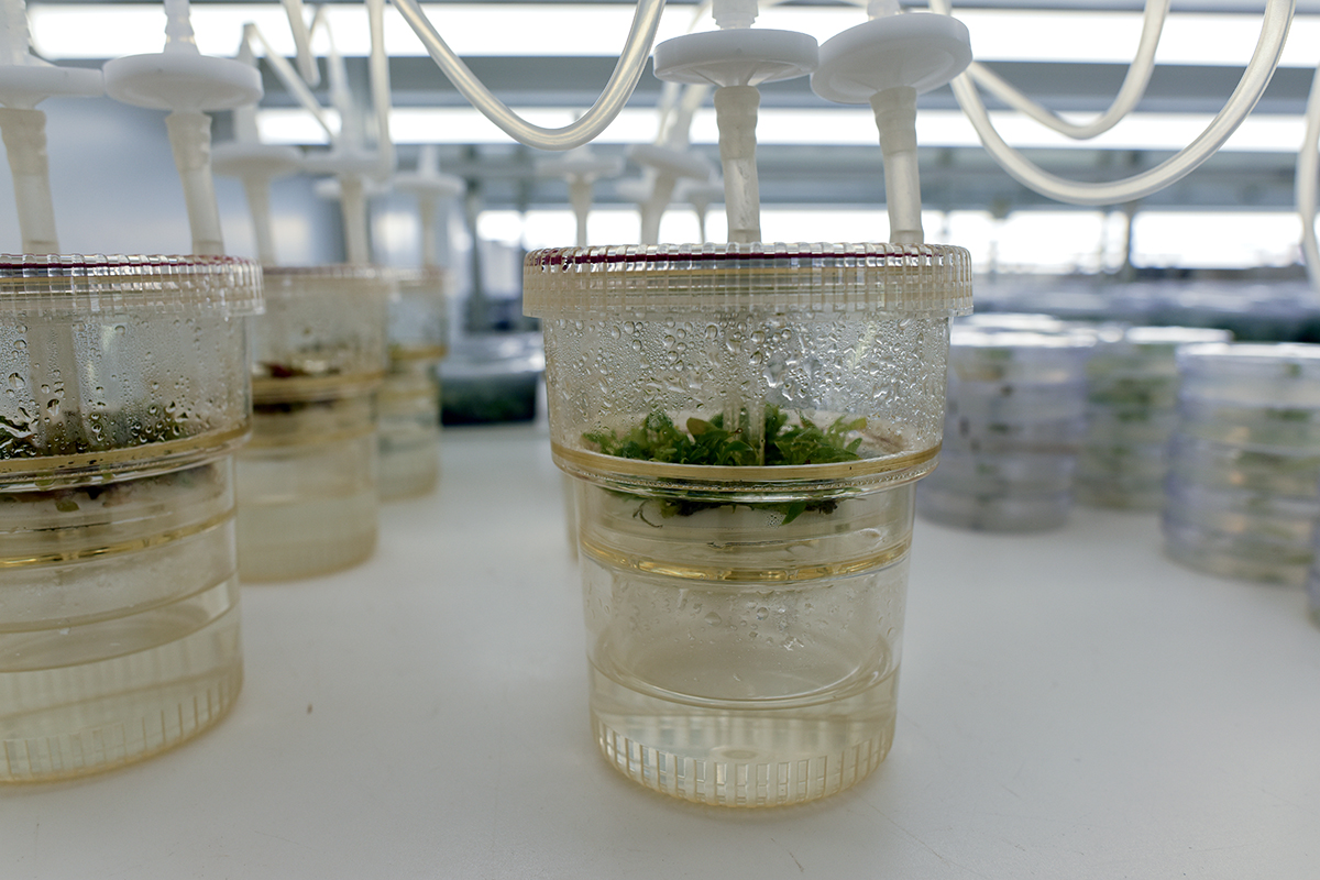 Vitroplants Bioréacteur RITA