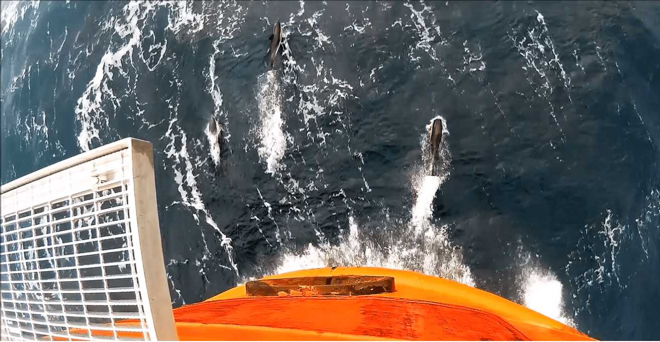 Common dolphins bowriding in the English Channel