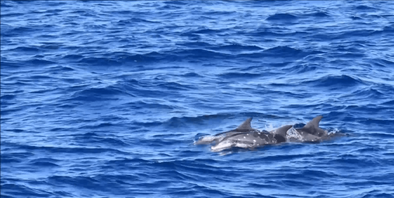 Observing wildlife is a key passion for Daniel, such as these Rough-Toothed Dolphins spotted on a research expedition in the mid-Atlantic.