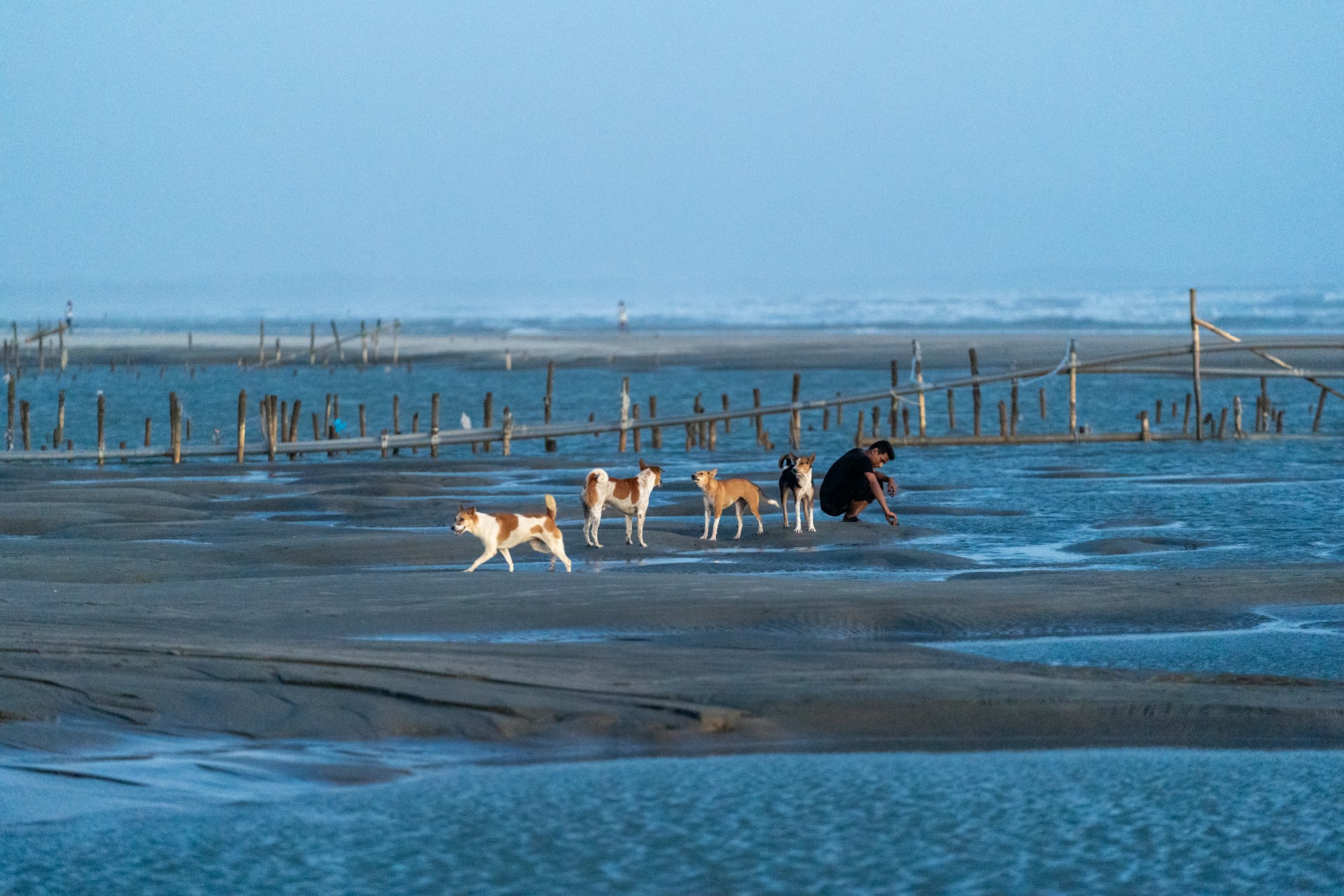 seadogs5