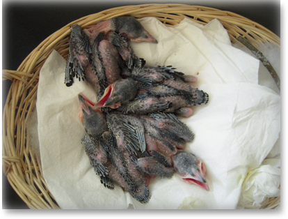 african pied crows for sale on corvids as pets for sale