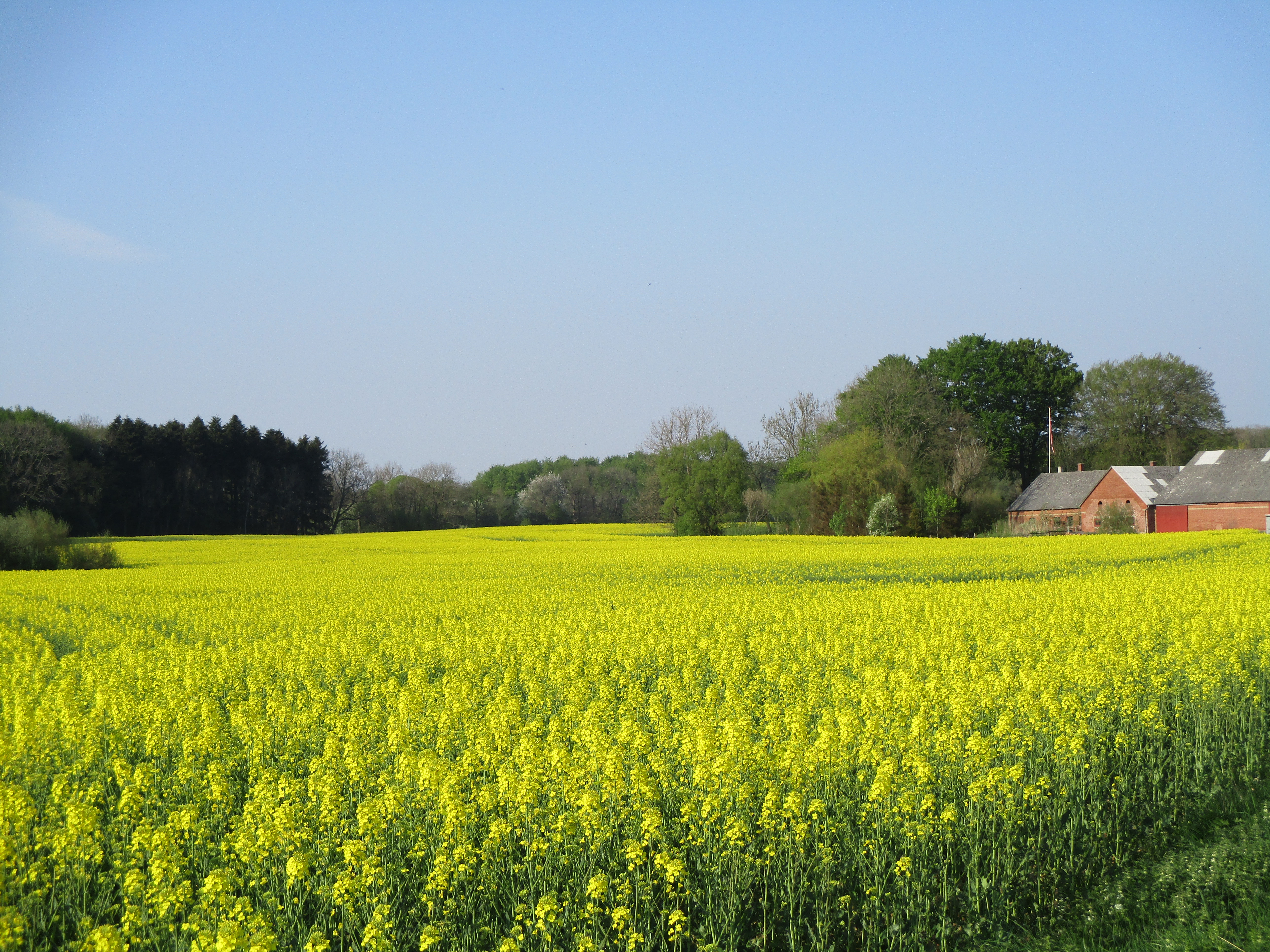 Canola Raps field in bloom, Hedensted 2016