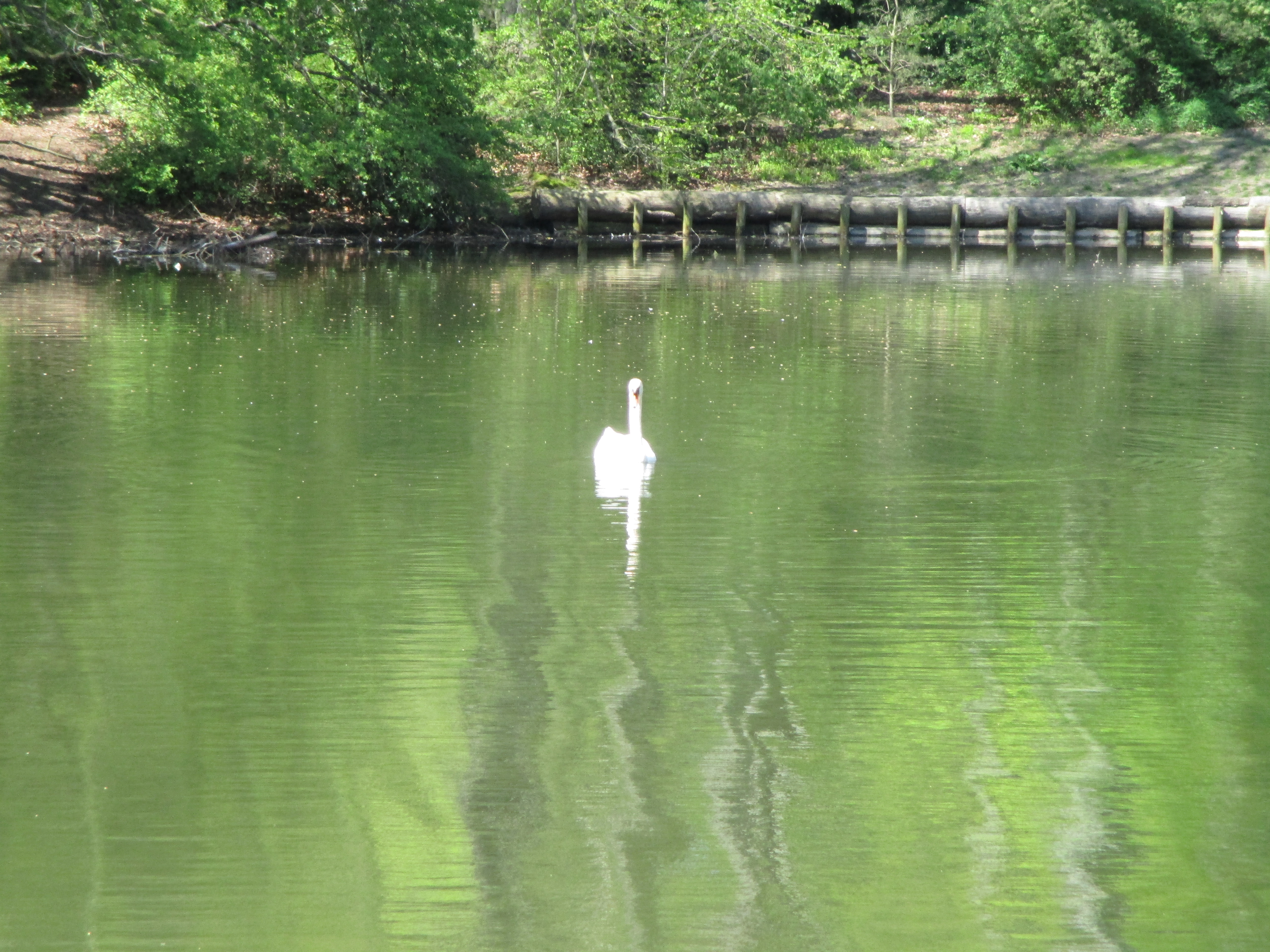 Swan on pond, Fælledparken, Copenhagen
