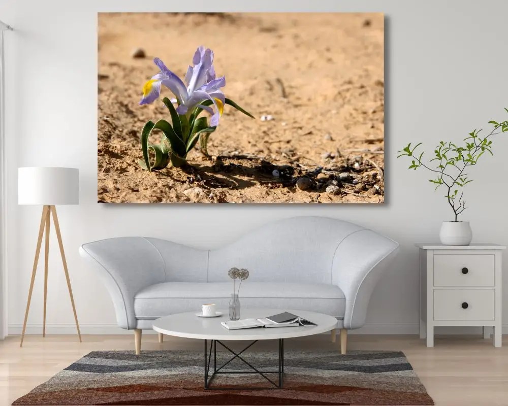 איריס 1519 תמונה לסלון