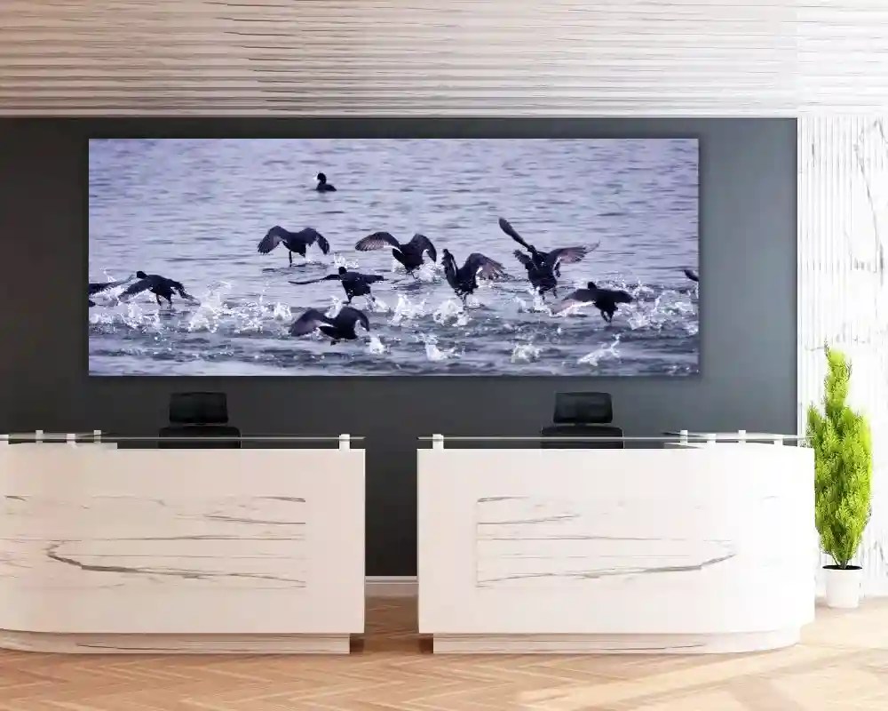 ציפורים על המים 1592 תמונה למשרד