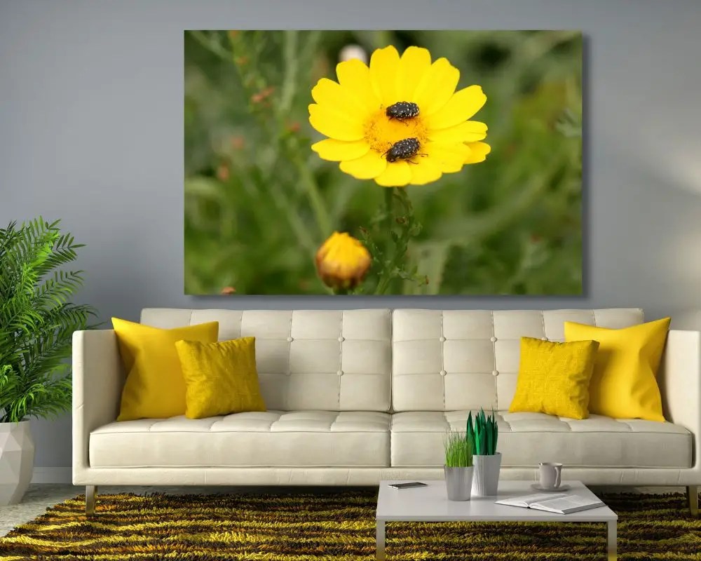 חיפושיות על פרח 1753 תמונה לסלון