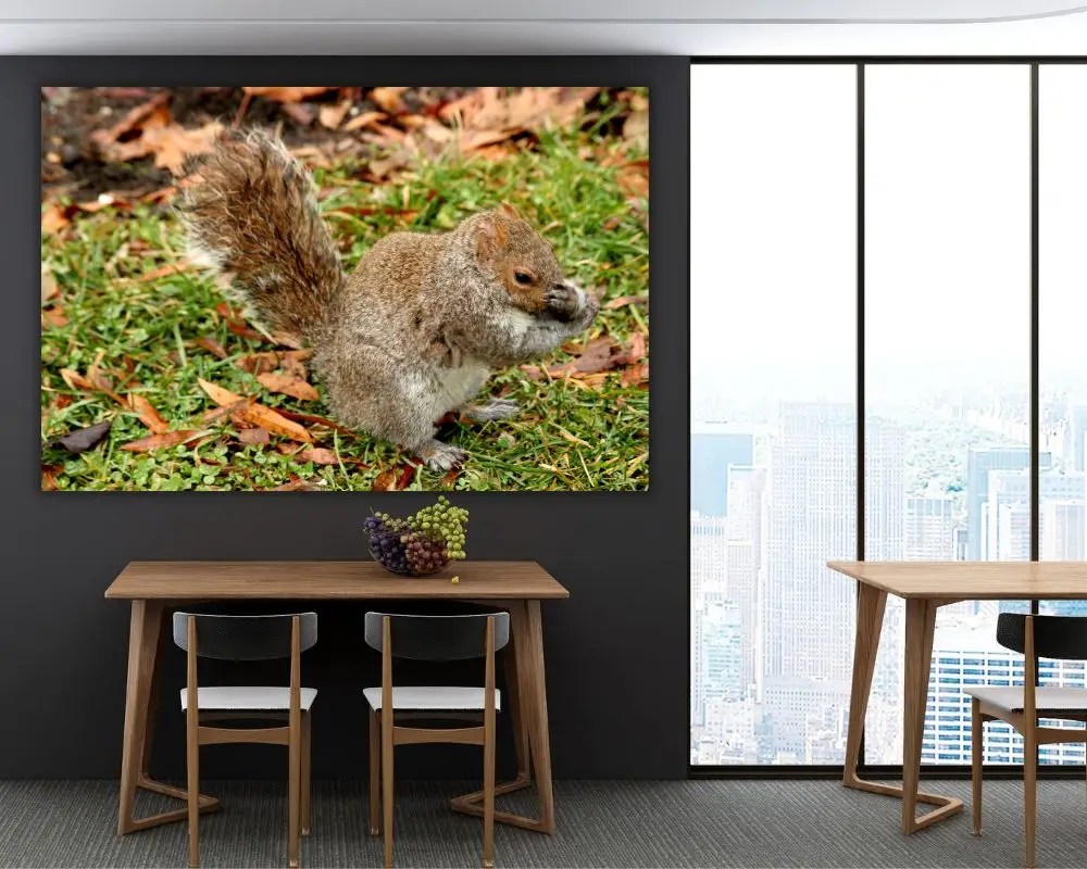 סנאי ביישן 48 תמונה למשרד