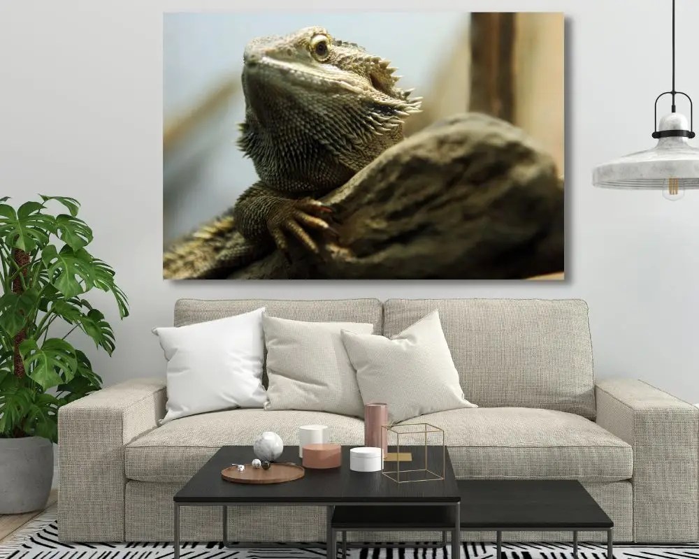 לטאה 5008 תמונה לסלון