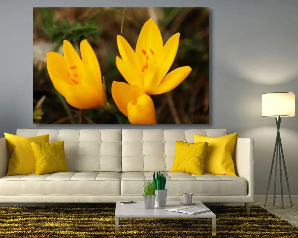 %d7%a4%d7%a8%d7%97%d7%99%d7%9d-5113