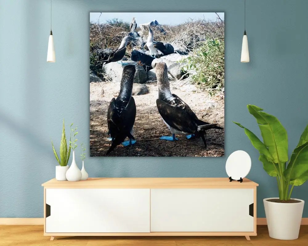 סולות כחולות רגל 5194 תמונה לסלון