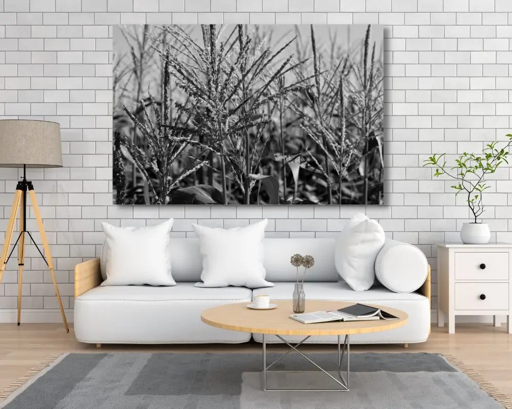 שדה תירס 5261 תמונה לסלון