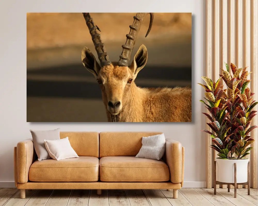 %d7%99%d7%a2%d7%9c-5265