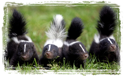 Skunks
