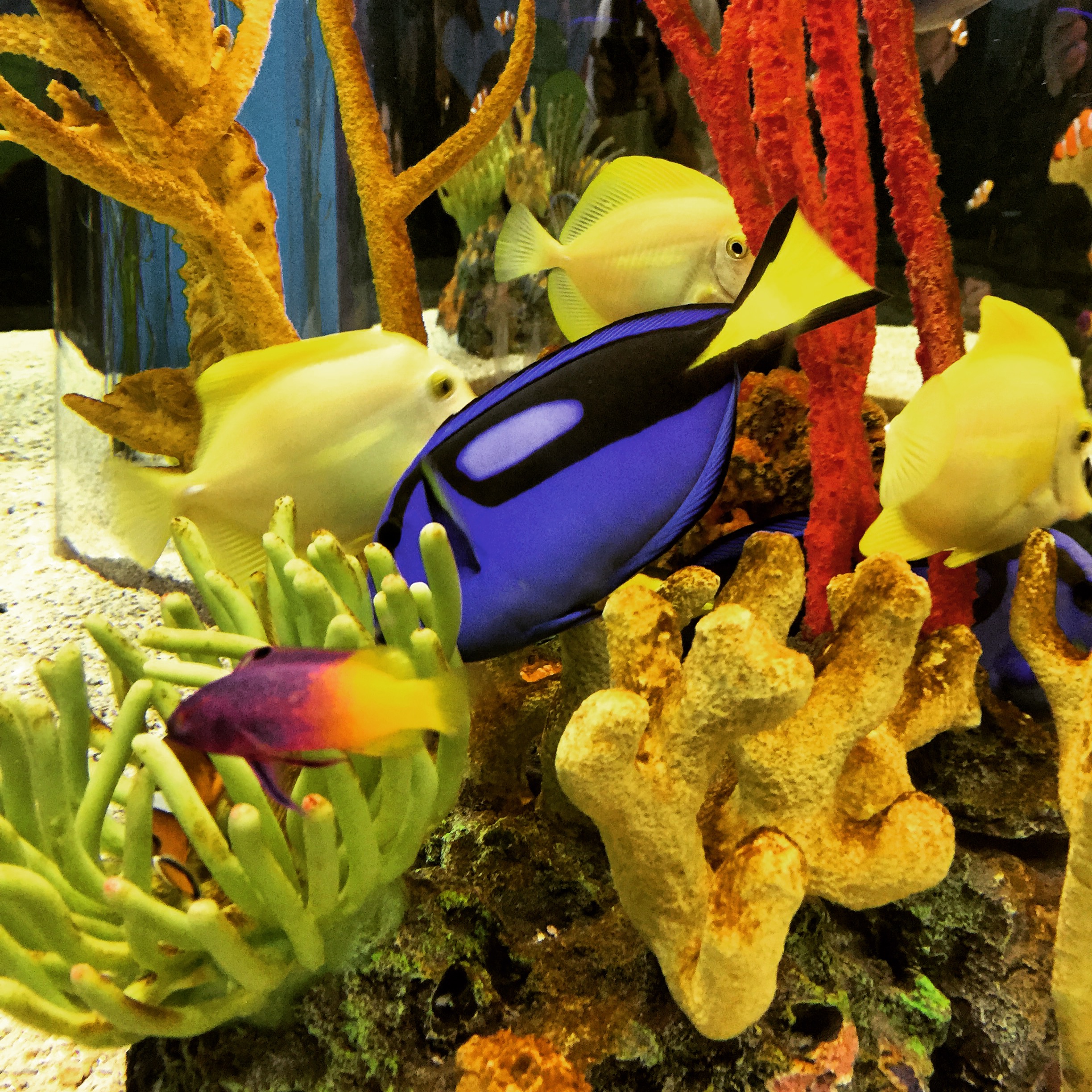 Dory