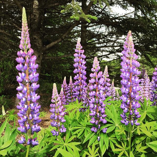 Lupins