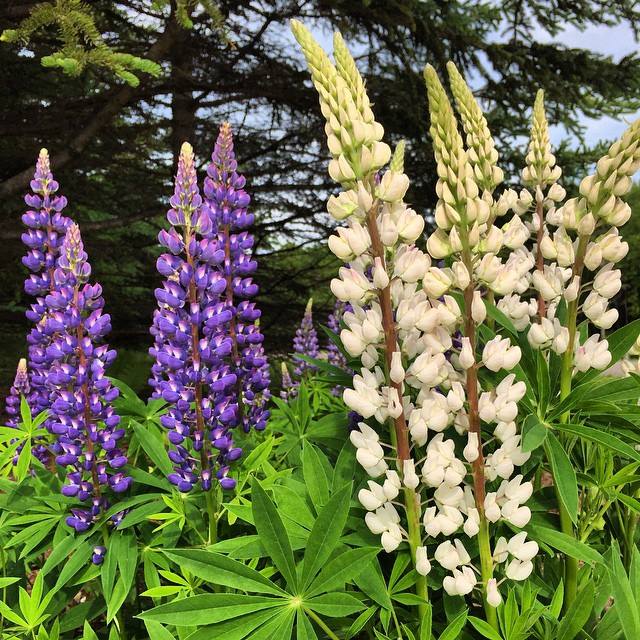Lupins