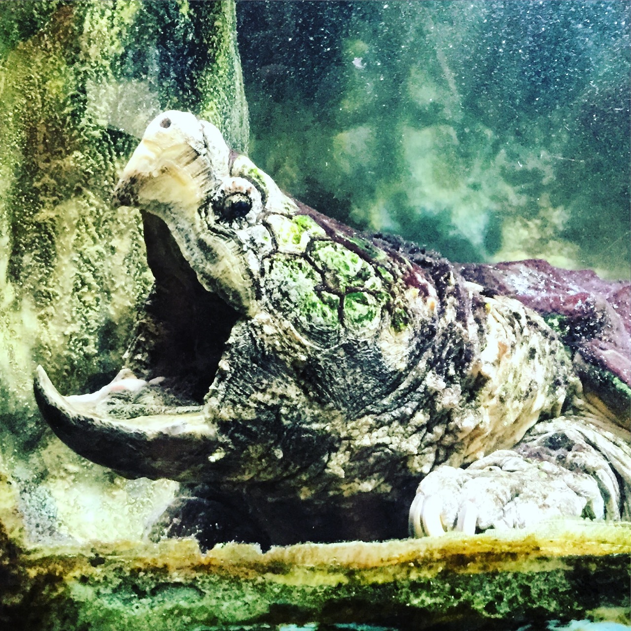 Alligator Snapping Turtle