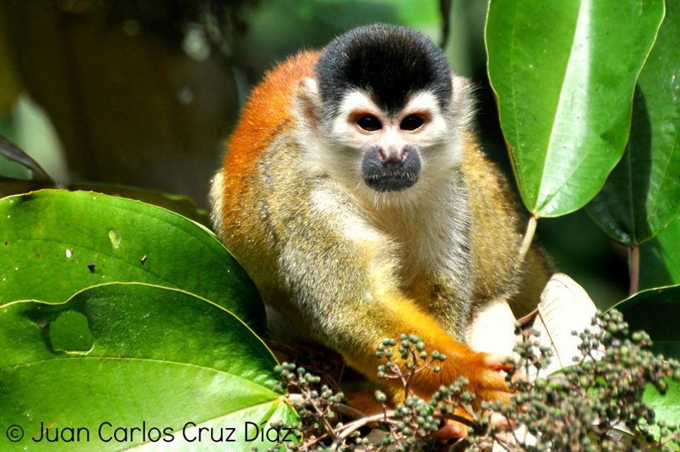 Squirrel monkey