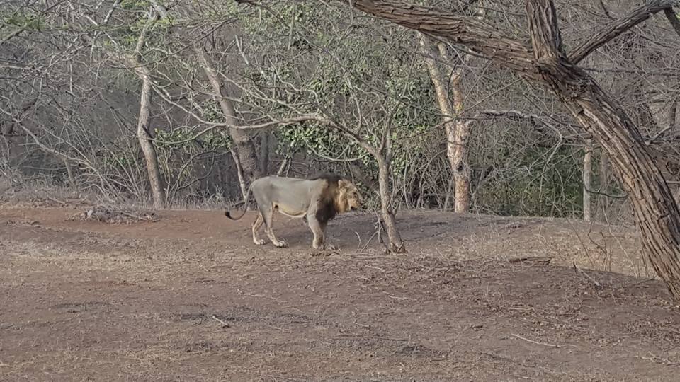 An Asiatic Lion at Gir Lion Sanctuary