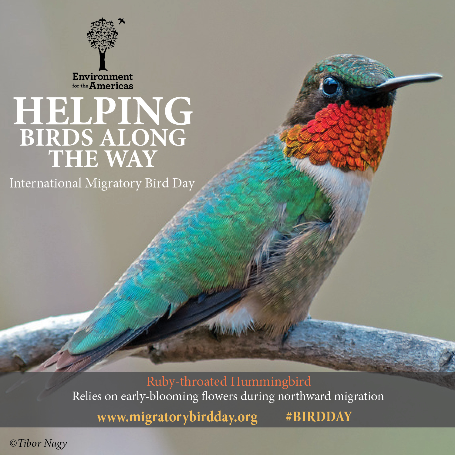 Ruby-throated Hummingbird