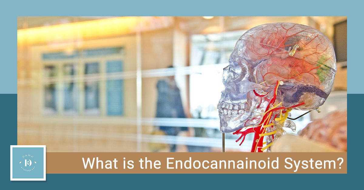 What is the Endocannabinoid System? | Danu Apothecary