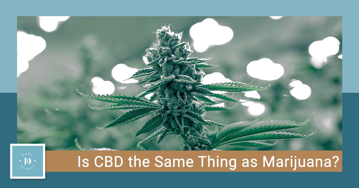 Is CBD the Same Thing as Marijuana? Danu Wellness