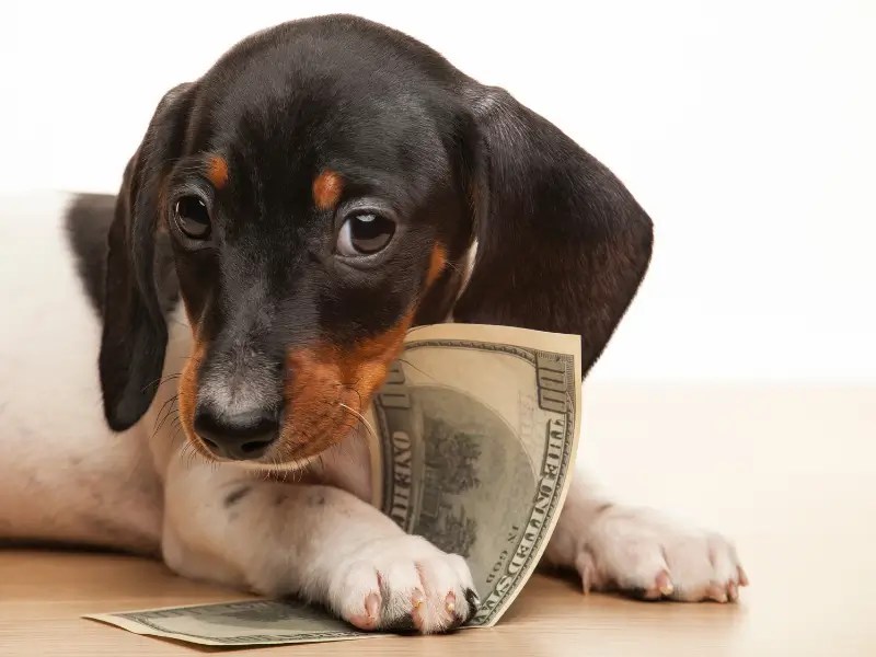 Pawsitive Returns: How Mobile Grooming Franchises Turn Passion for Pets into Paychecks