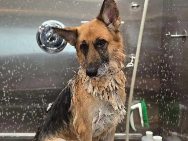 Franchise for Sale: What to Look for When Buying a Pet Care Franchise