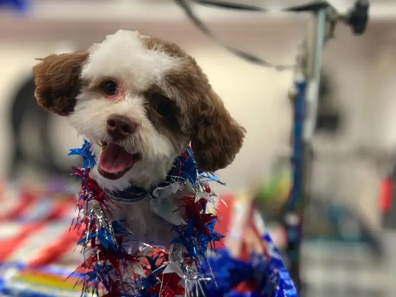 Why Franchising USA Loves the Pet Grooming Industry