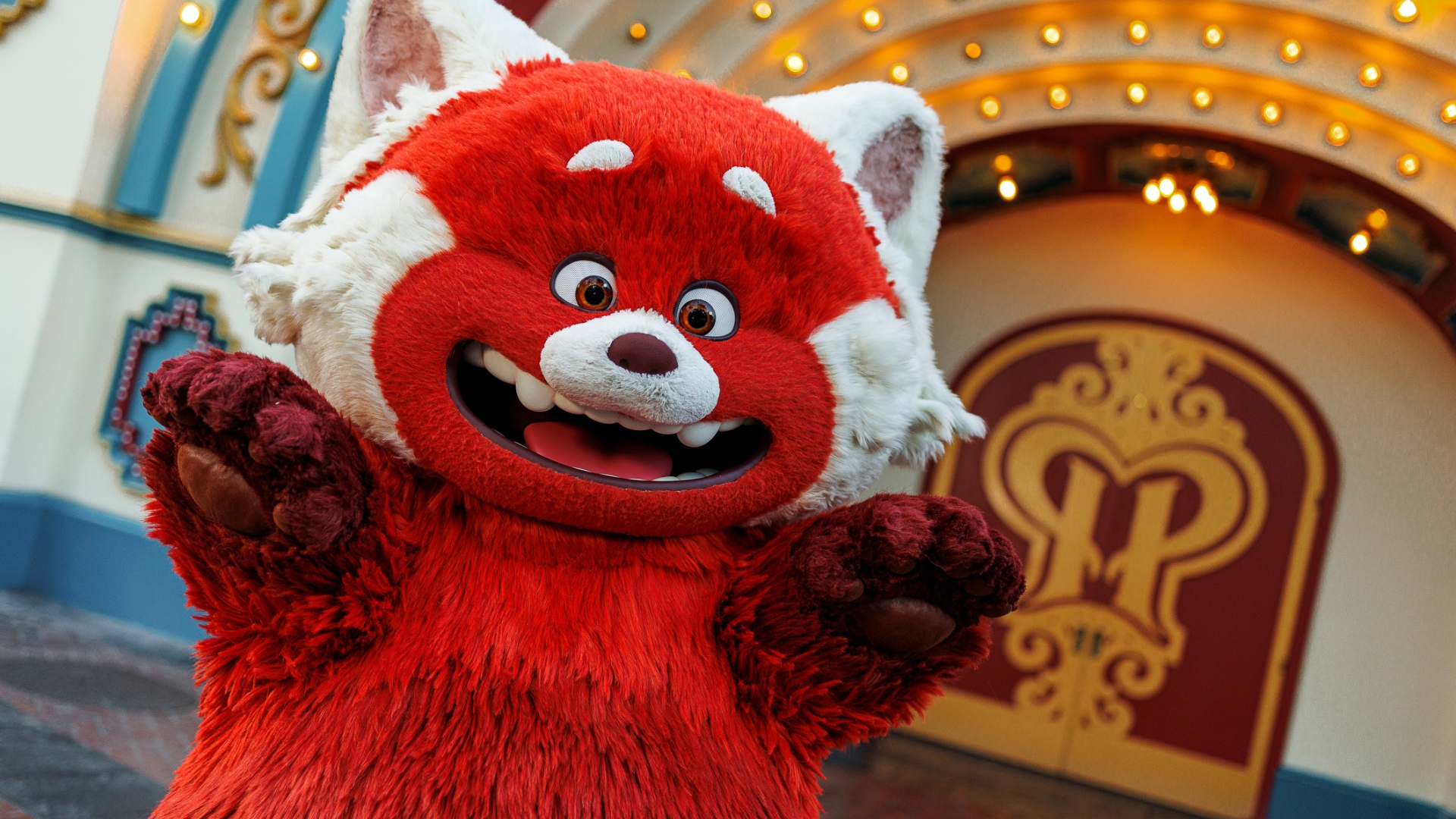 Red Panda Mei to Meet with Guests During Lunar New Year