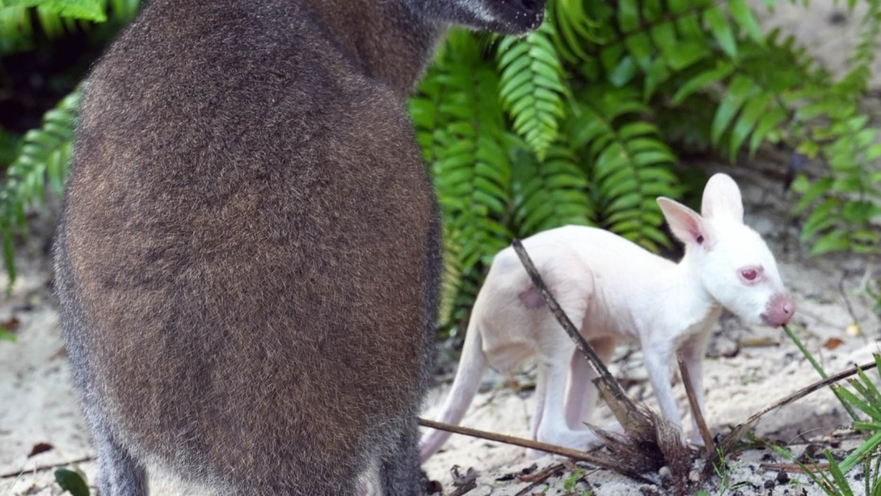 New Albino Wallaby Debuts at Disney’s Animal Kingdom’s Jumping Junction