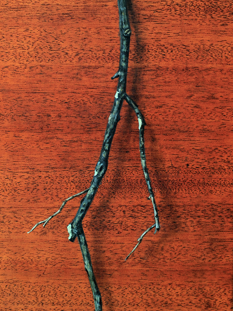 “Absolute: Position”, (detail). Oil paint on reclaimed mahogany pie crust table top. 25 1/2” x 25 1/2”. 8.9.16.
