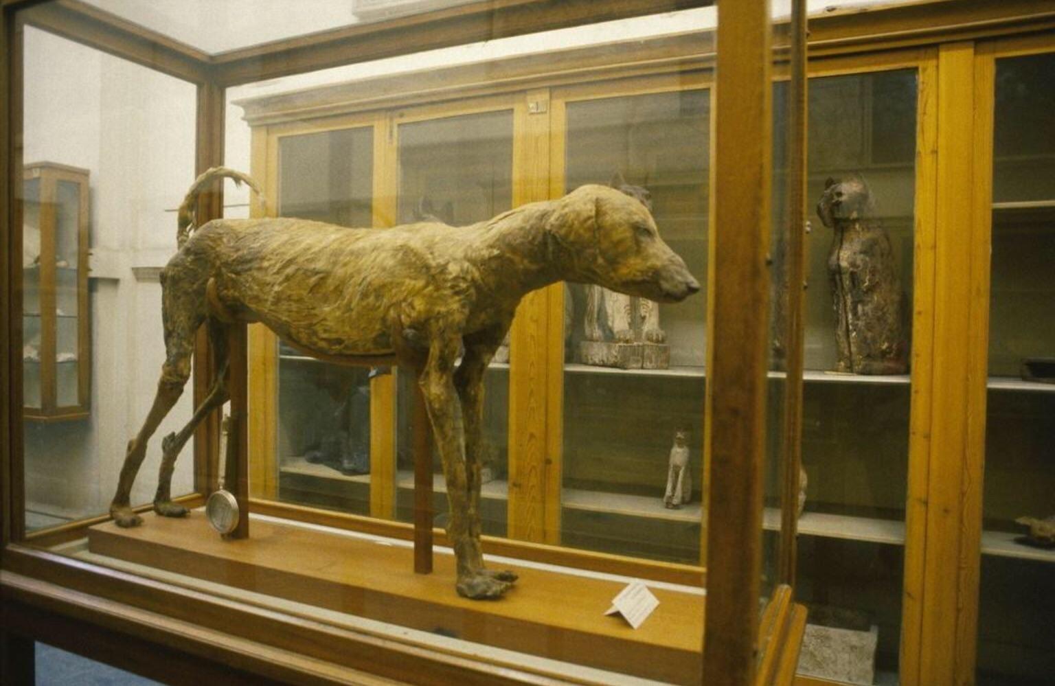 Perro del Faraón