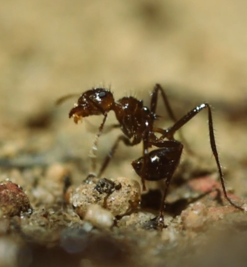 World of weaver ants