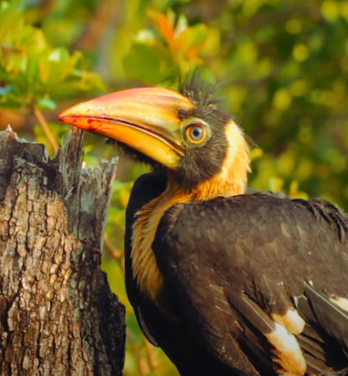 Great Indian Hornbill Rescue