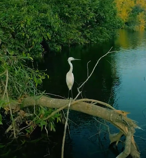 BIRDS OF GOA