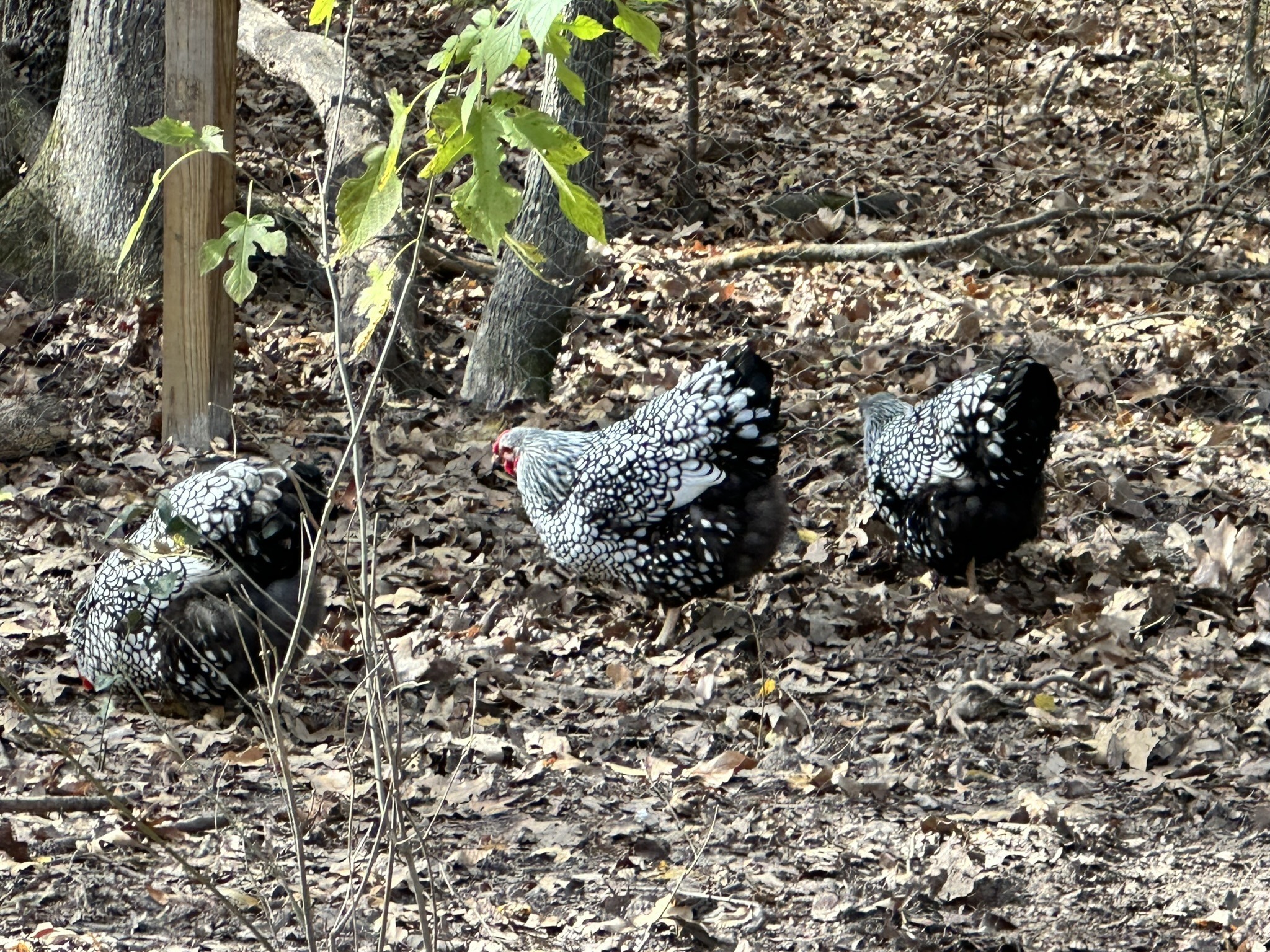 Purebred Silver Laced Wyandotte chick
