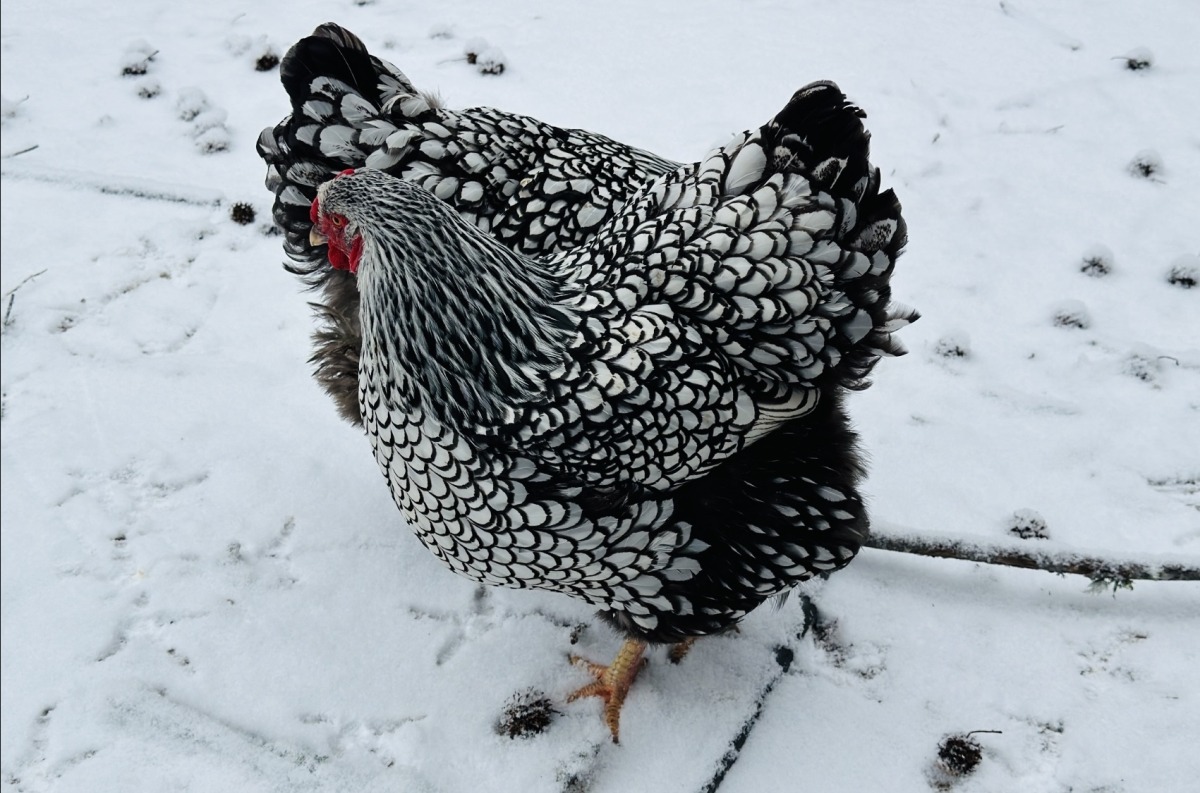 Silver Laced Wyandottes in the snow in winter