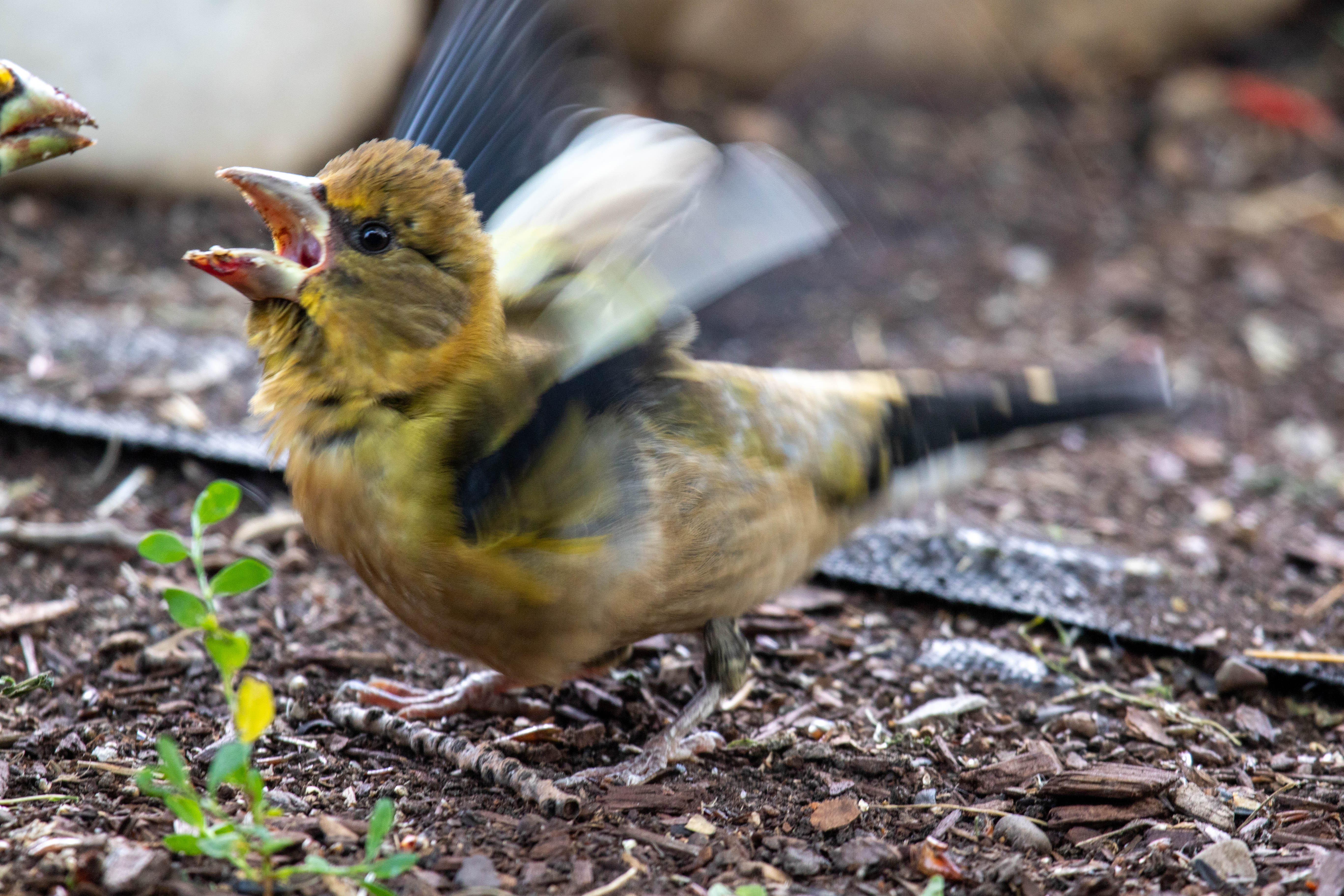 Evening Grosbeak Dark Sky 6n3a0051 2 